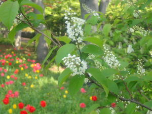 白い花のウワミズザクラ