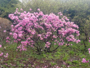 紫色のエゾムラサキツツジ