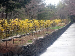 黄色い花のレンギョウ