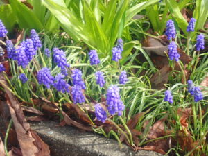 青い色のムスカリ