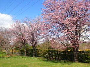 満開のエゾヤマザクラ