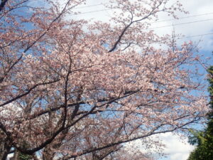 淡いピンクのソメイヨシノ