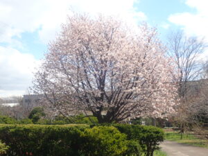 満開のミネザクラ