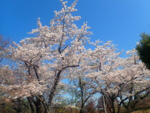 淡いピンクのソメイヨシノ