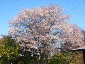 日本庭園のエゾヤマザクラ