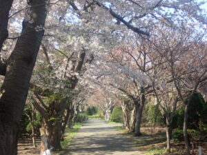 サクラのトンネルのソメイヨシノ