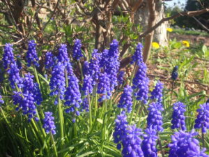 紫色のムスカリ
