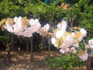 薄いピンクのカンザン