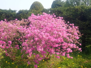 濃いピンク色のヨドガワツツジ