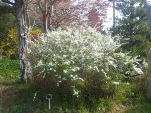 白い花のユキヤナギ