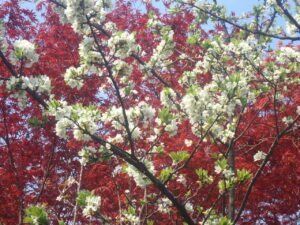 白い花のベニスモモ