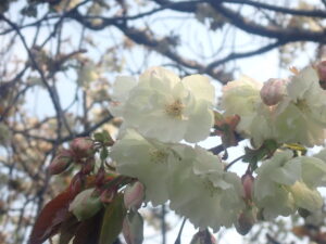 淡い黄緑色のウコン