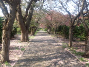 サクラのトンネルにソメイヨシノの花びらが散っている
