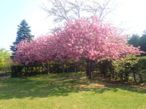 濃いピンクのカンザン