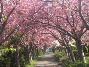 八重桜のサクラのトンネル