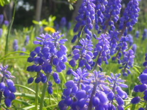 紫色のムスカリ