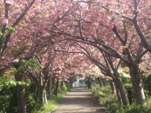 サクラのトンネル