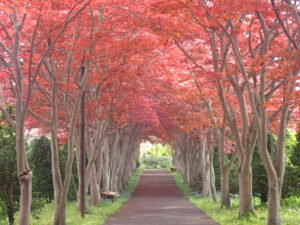 春のモミジ並木