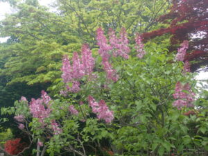 紫のライラック