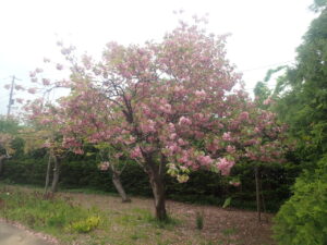 散り始めた八重桜