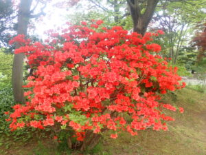 オレンジ色のヤマツツジ