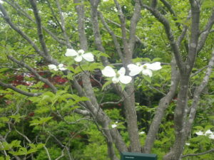 白い花のハナミズキ