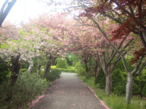 サクラの花びらが落ちているサクラノトンネル