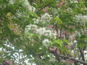 白い花のミヤマザクラ