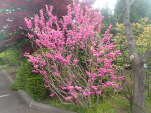 ピンク色のハナズオウ