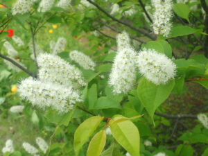白い花のウワミズザクラ