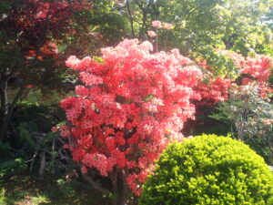 オレンジ色のヤマツツジ