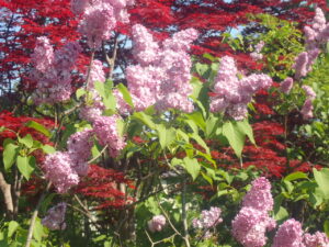 ピンクのライラック