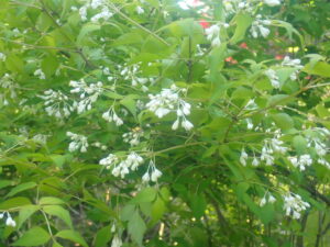 白い花のミツバウツギ