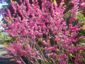 ピンク色のハナズオウ