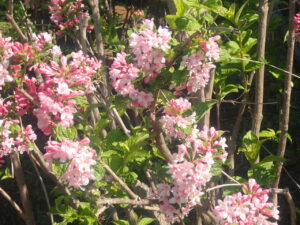 薄いピンクのタニウツギ