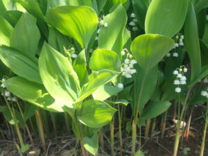 白い小さな花のニホンスズラン