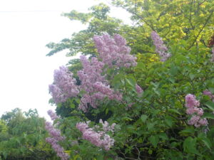 紫色のライラック