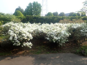 白い花のリュウキュウツツジ