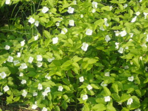 白い小さな花のシロヤマブキ