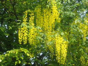 黄色い花のキングサリ