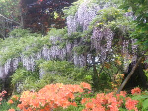 満開の紫色のフジ