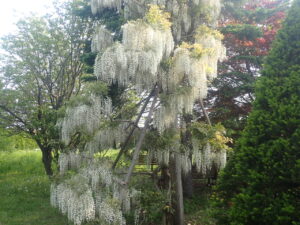 満開のシロフジ