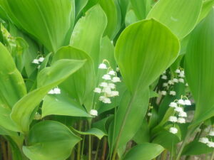 白い鈴のようなニホンスズランの花