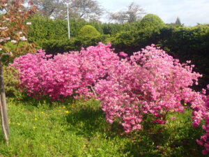 濃いピンクのヨドガワツツジ