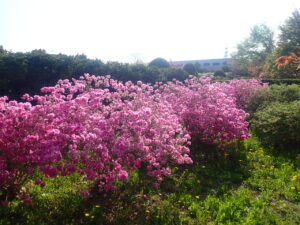 ピンクの花のヨドガワツツジ