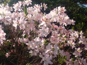 ピンクの花のクロフネツツジ