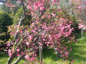 ピンクの花のハナカイドウ