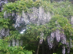 散り始めたフジ