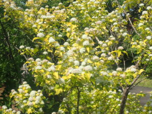 黄色い葉で白い手毬のような花のキンバコデマリ