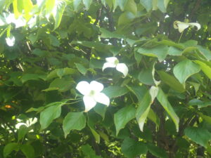 白い花のヤマボウシ